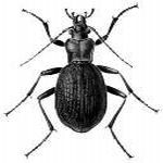   Carabus